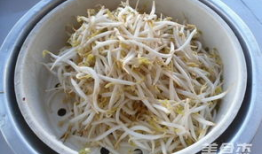 麻豆芽,绿色健康，营养丰富的天然食材